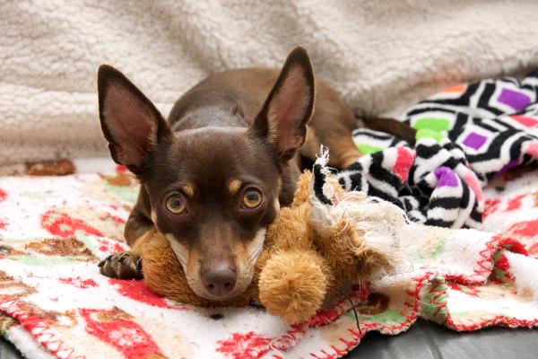 /Images/uploads/Humane Society of Utah/HSUCalendar/entries/1474thumb.jpg